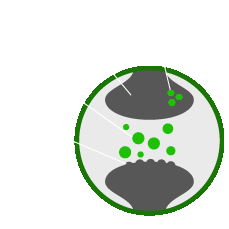 Endocannabinoid System And Cannabis